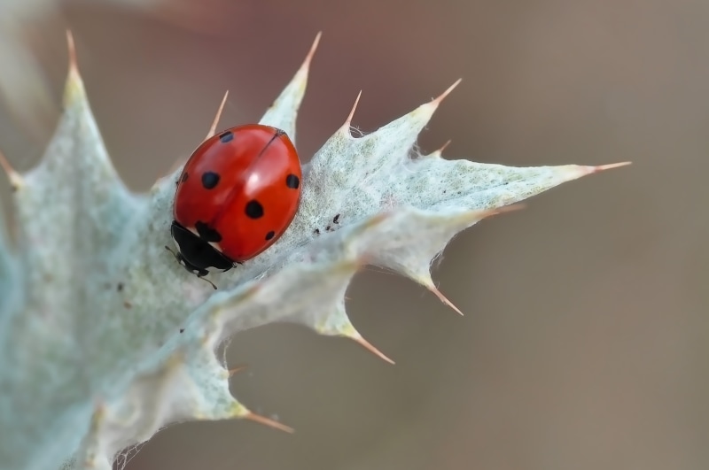 4K, catita, Nikon, plant, San Antonio, animal, photography, vaquita, selective, macro, nature, red, close-up, ladybug, beetle, spiky, leaf, Mariquita