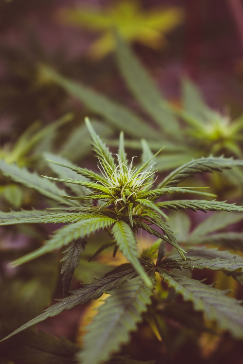 tranquility, hemp, close-up, marijuana, leaf, plant, 5K, red, marihuana, weed, mariajuana, bud, tree, beauty in nature, land, flower, freshness, natural pattern
