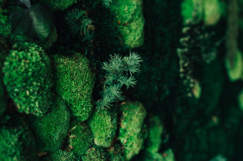 day, moss, plant, growth, plants, outdoors, coniferous tree, forest, spiky, land, close, no people, flowers, backgrounds, Close-ups, pine tree, flora, ups