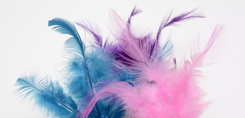 fragility, white background, photograph, pink, cut out, softness, spiky hair, artistically, pink color, fluffy, purple, beauty in nature, close-up, fly