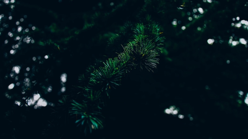 needle - plant part, freshness, green color, leaf, 1080P, focus on foreground, nature, selective focus, tranquility, scenics - nature, leaves, close-up