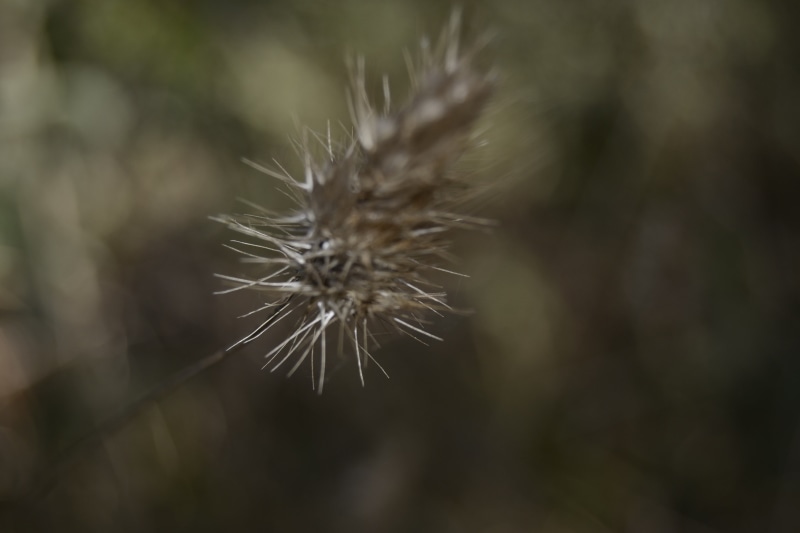 softness, day, field, leaf, dandelion, growth, close-up, selective focus, focus on foreground, no people, fragility, wilted plant, relaxing, outdoors, beauty in nature