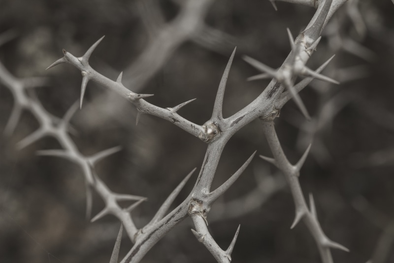 protection, selective focus, wild, boundary, prickly, bush, spur, wire, close-up, spiked, chainlink fence, spiky, thorns, security, outdoors, branch, nature