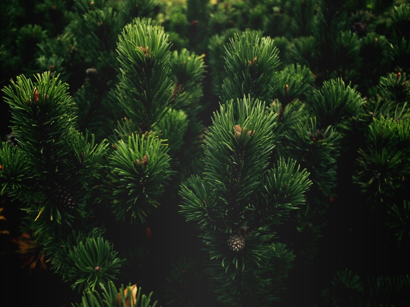 pine trees, coniferous tree, plants, needle - plant part, high angle view, plant part, plant, branch, nature, spiky, beauty in nature, tranquility, full frame