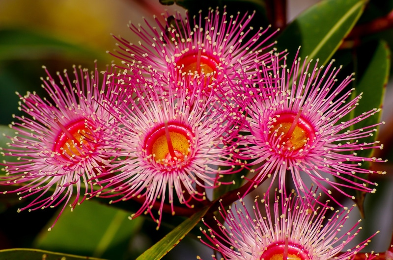 white, fragility, growth, pink color, plant, tree, flower, red, petaled, day, inflorescence, flowering plant, vulnerability, blossom, gum tree, eucalyptus flowers