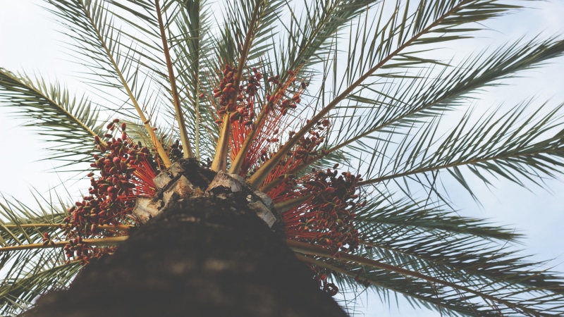 day, leaf, tree trunk, tropical, outdoors, summer, plant, tropical climate, growth, beauty in nature, spiky, trunk, branch, tropical tree, 4K, palm tree