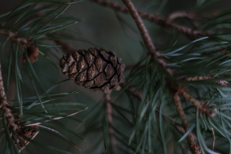 dark, 5K, spiky, coniferous tree, needle - plant part, plant, pinecone, nature, no people, pine tree, growth, close-up, green, tree, beauty in nature