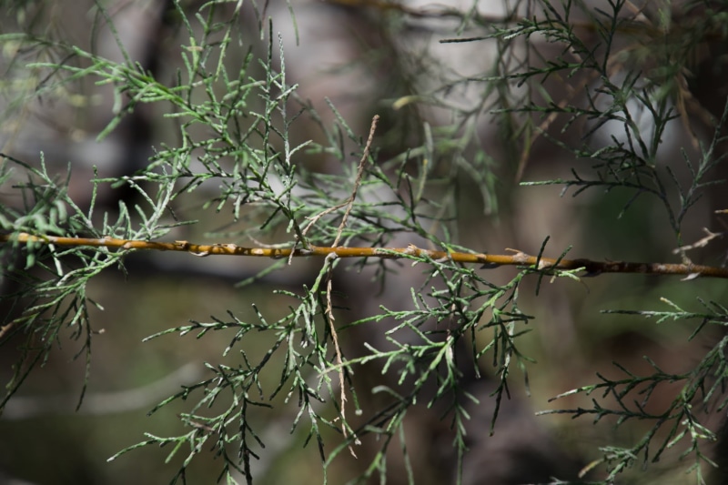 thorn, tree, twig, focus on foreground, beauty in nature, plant, close-up, day, outdoors, green color, no people, selective focus, branch, leaf, vulnerability