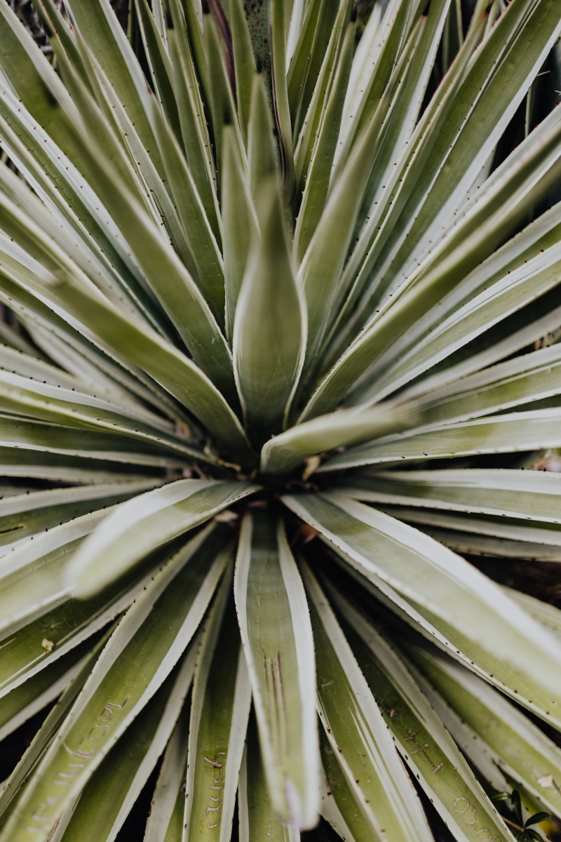 succulent plant, plant, nature, botanical, full frame, freshness, agave, plant part, natural pattern, day, close-up, algarve, growth, no people, cacti