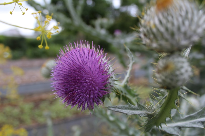 vulnerability, inflorescence, growth, flowers, outdoors, spiked, focus on foreground, no people, freshness, petal, thistles, purple, colorful, flower, spiky