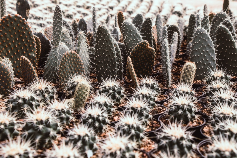 natural pattern, close-up, arid climate, high angle view, cactus, succulent plant, backgrounds, sharp, full frame, outdoors, beauty in nature, growth, field