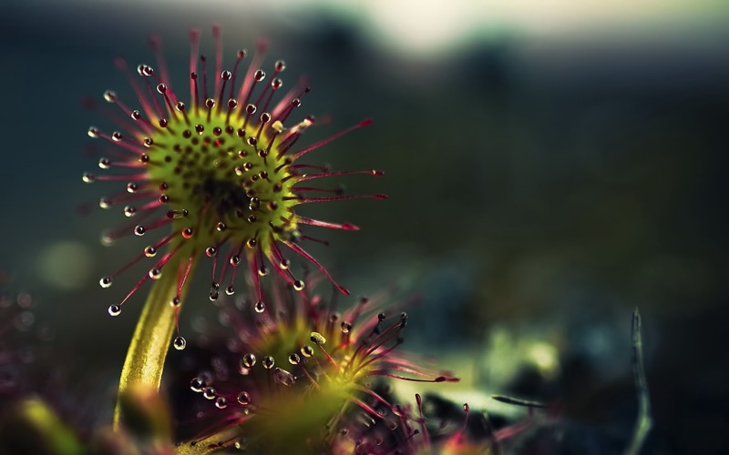multi Colored, focus on foreground, flowering plant, no People, drop, close-up, selective focus, outdoors, carnivorous, spiky, abstract, freshness, flower Head