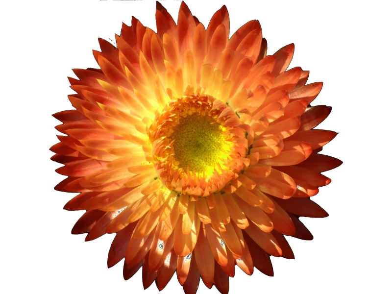 growth, beauty in nature, pollen, cut out, garden, blossom, solo, individually, spiky, indoors, yellow, isolated, freshness, decorative, summer, 4K, fragility