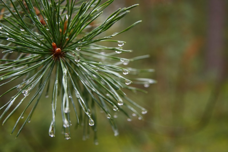 plants, selective focus, needle - plant part, coniferous tree, growth, pine tree, spiky, macro, drop, green color, focus on foreground, 4K, freshness