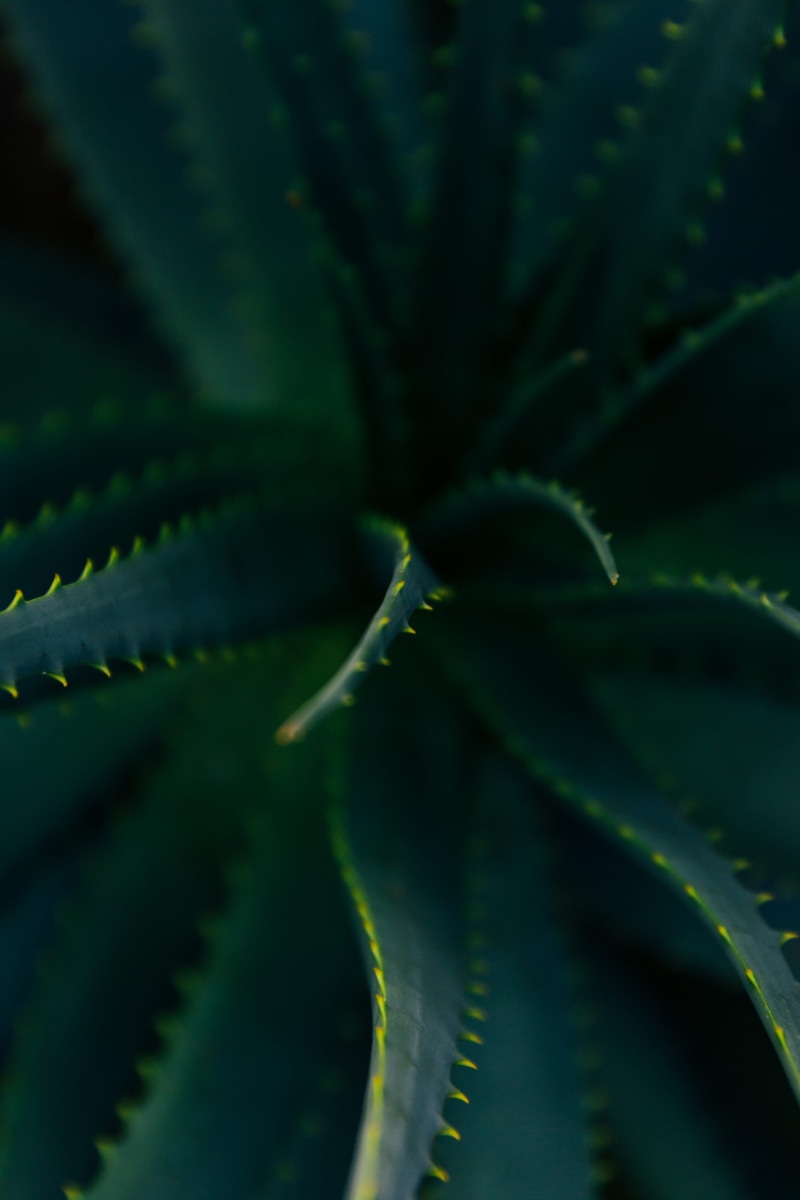 plant part, vera, no people, succulent plant, arecaceae, plant, inflatable, abies, growth, thistle, aloe, cactus, green color, tree, animal, spiky, day
