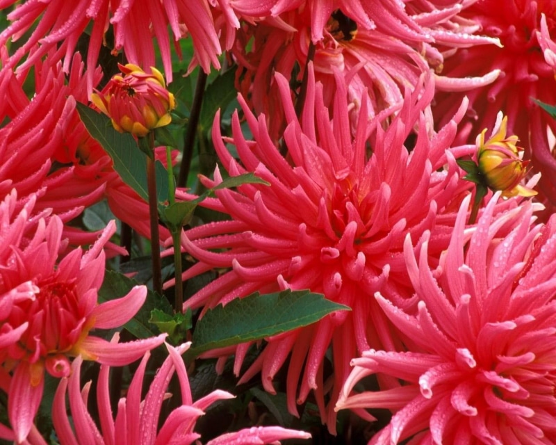 nature, bunch, flowers, jpg, flower, aaters, 720P, hd, spiky, pretty, red