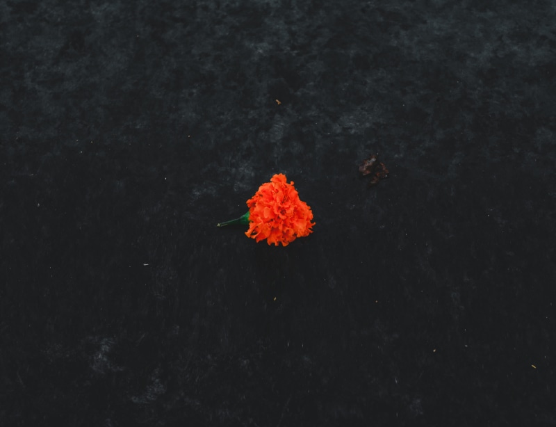 waterfront, black, plants, marriage, petal, background, orange, 5K, beauty in nature, inflorescence, close-up, vulnerability, focus on foreground, fragility