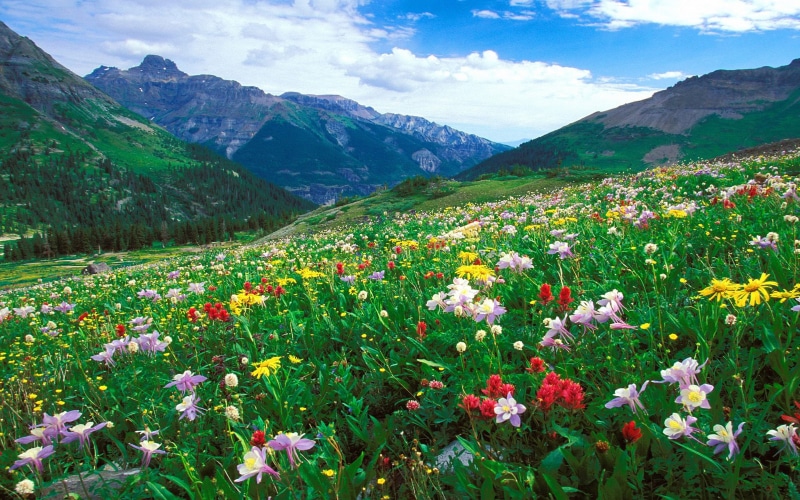 environment, no people, landscape, mountain, meadow, flowering plant, day, land, flowerbed, colorful, united, hd, mountains, freshness, beauty in nature
