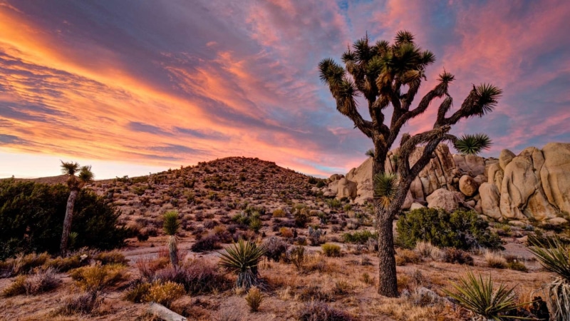 hd, landscape, park, united, tree, national, california, 1080P, states, joshua