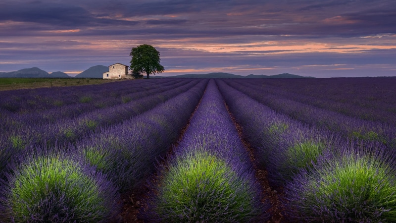 flower, lavender, romantic sky, environment, provence, evening, one, 1080P, flower head, no people, plant, flowering plant, aromatherapy, beauty in nature