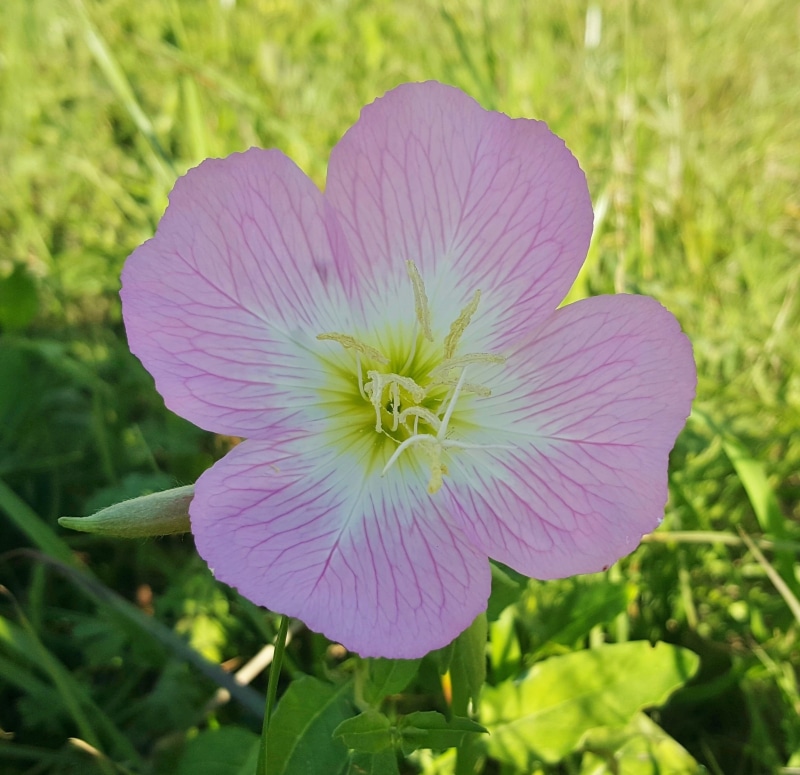 spring, freshness, flora, amapola, nature, petal, petals, close-up, day, outdoors, evening, pollen, bloom, inflorescence, oenothera speciosa, green color