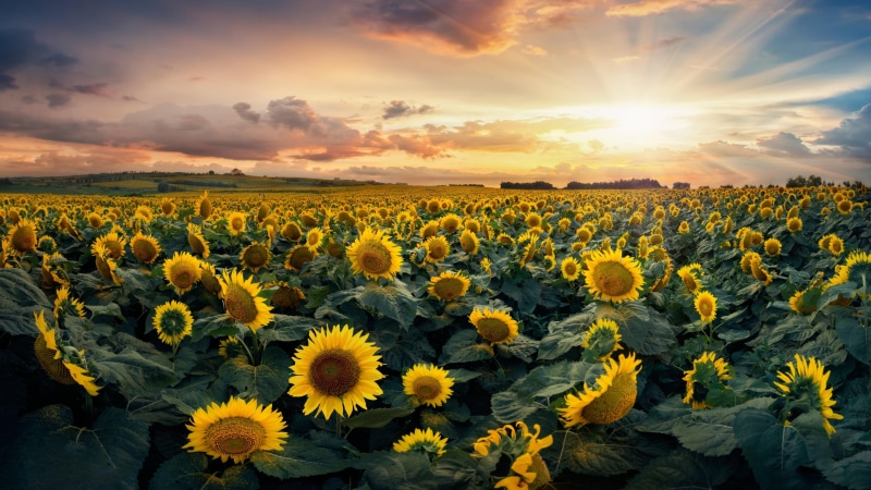 sky, yellow, field, sunlight, sunflower, fisheye effect, flower sea, 4K, flower, sunflower field, flower field, landscape
