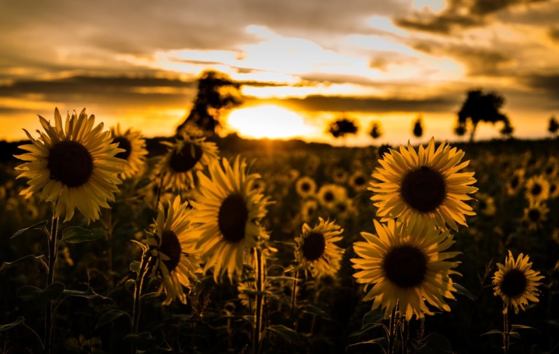 1080P, Sun, Field, Nature, Flower, Flowers, Yellow Flower, Sunset, Summer, Sunflower