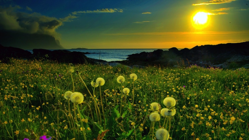 dandelion, sky, landscape, 4K, flower field, field, wildflower, sunset, flower, meadow, dandelion field, evening, prairie