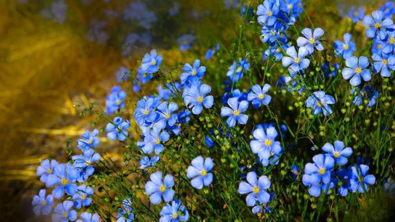 flower, meadow, flowering plant, spring, plant, wildflower, 1080P, flora, roadside, grass, blue flowers