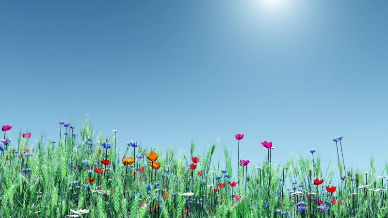 springtime, 1080P, plant, ecosystem, prairie, daytime, wildflower, spring, grassland, blue sky, sky, grass, meadow, flower, field