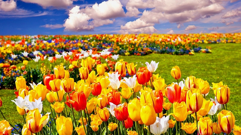 4K, spring, flower field, clouds, flowers, tulips, tulip, colorful, tulip field