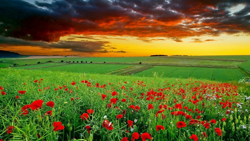 outdoors, poppies, rural scene, landscape, land, tranquility, meadow, scenics - nature, afterglow, cloud - sky, poppy field, flower field, tranquil scene