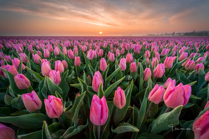 plants, Agro (Plants), 1080P, flowers, field, tulips