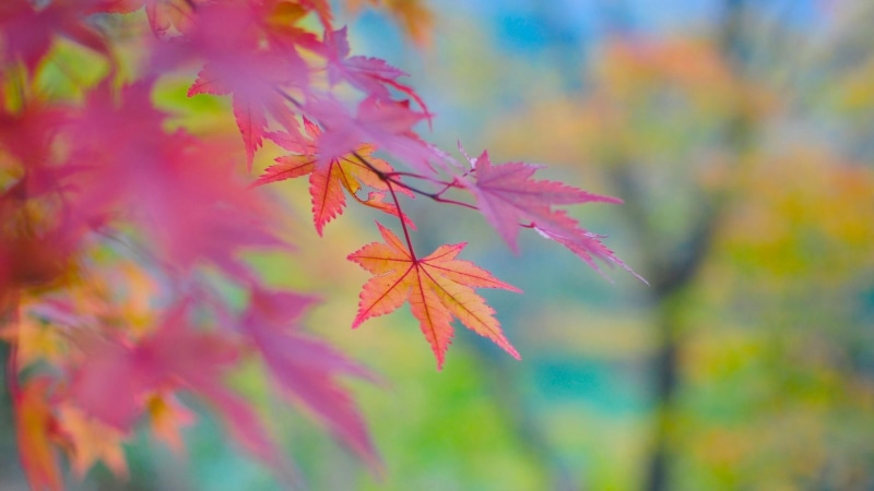 autumn, magenta, leaf, blurry, blur, 1080P, leaves