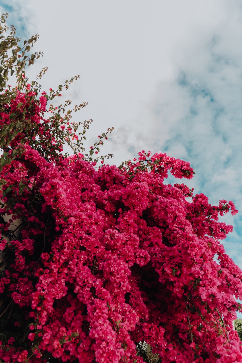 bouganville, Bougainvillea, summer, vulnerability, springtime, traditional, flowering plant, tree, portuguese, luz, outdoors, growth, pink, sky, pink color
