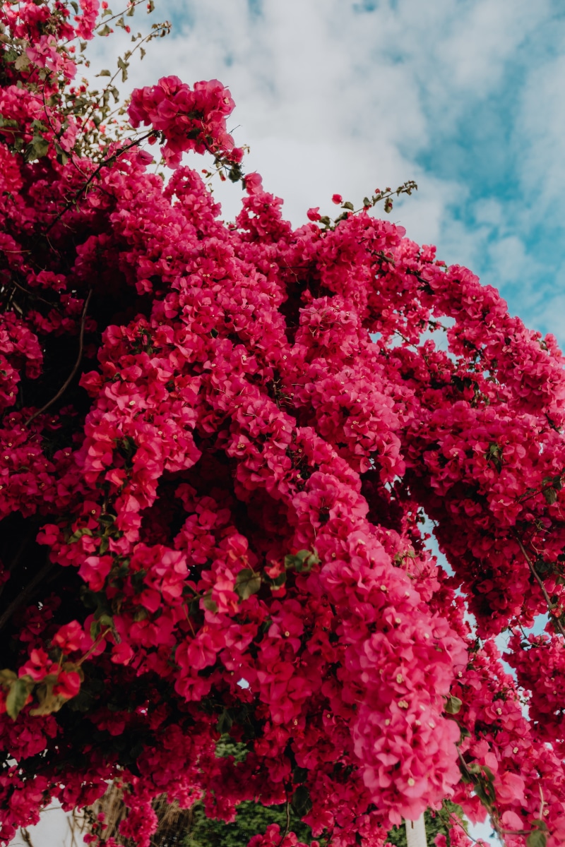 animals in the wild, close-up, plant, day, flower head, vibrant, white, magenta, freshness, springtime, tree, summer, growth, red, portugal, flowers, bouganville