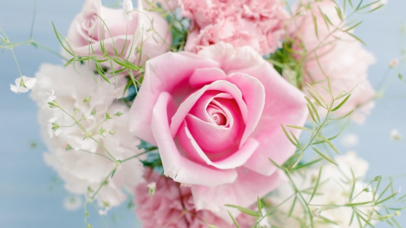 springtime, studio shot, flower, bloom, freshness, focus on foreground, botanical, wedding, rose - flower, valentine, spring, flowering plant, love, celebration