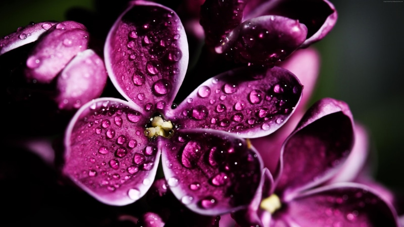 lilac, blossom, flora, purple, flowers, 4K, pink, flower, floral, orchid, plant