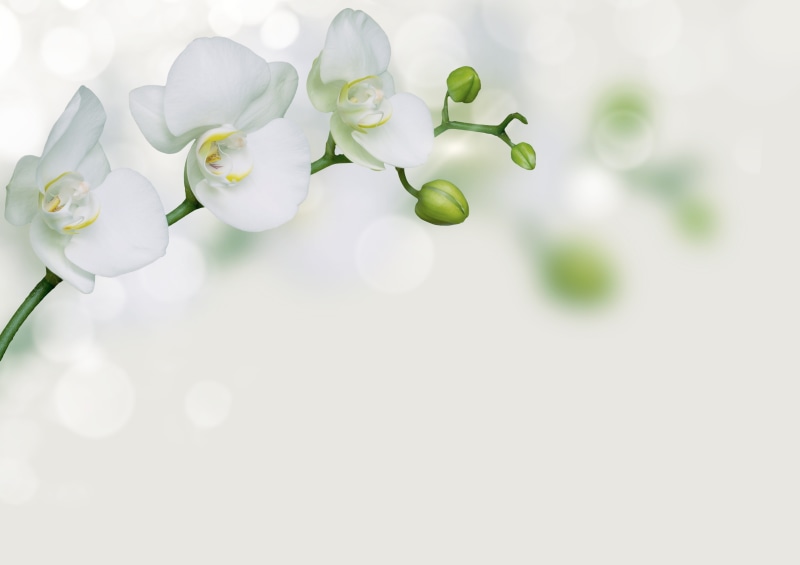 greeting card, flower, noble, flower head, invitation, petal, fragility, empty, flowers, postcard, plant, indoors, copy space, flowering plant, green color