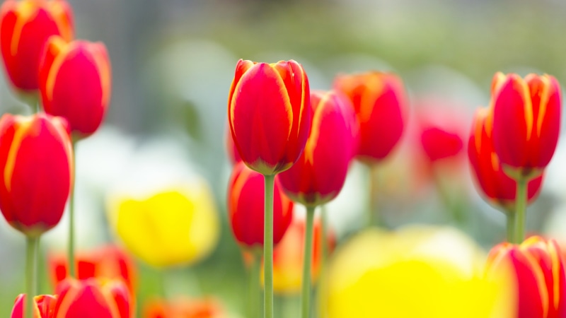 Photography, Blurry, Red, Flowers, Macro, 4K, Background, Tulip