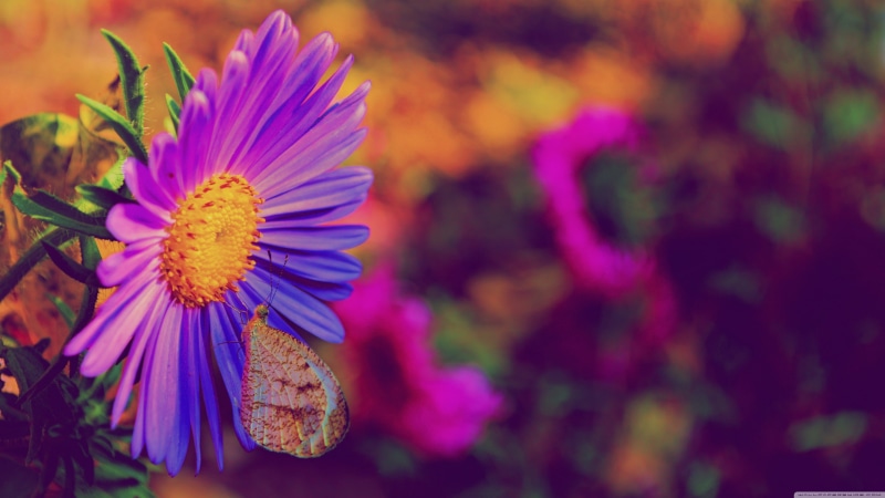 daisy, outdoors, nature, fragility, vulnerability, flower head, purple flowers, no people, insect, freshness, flowering plant, plants, purple, focus on foreground