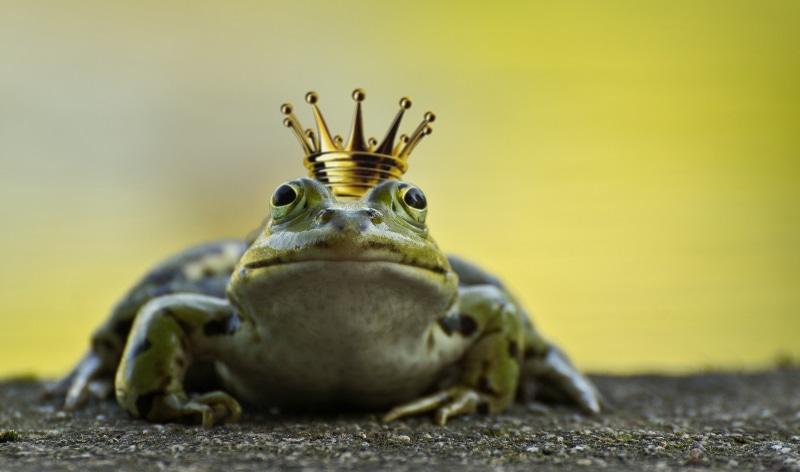 deco, animal eye, prince, gold, crown, animals in the wild, amphibian, frog prince, frog pond, nature, frog, colored, king, water, selective focus, full length