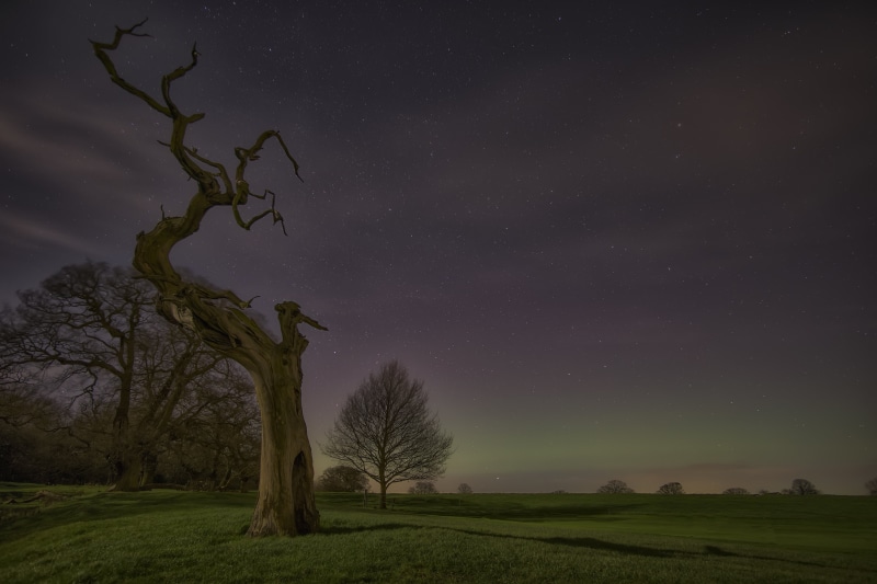 green grass, golden hour, Moonlight, painting, golden, nature, 5K, aurora  borealis, samsung, brown, night, astronomy, green, tree, landscape, dark, field