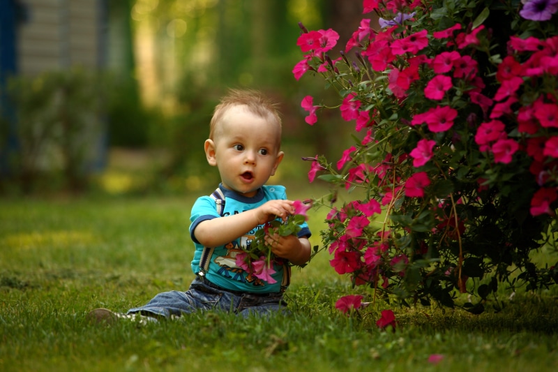 people, blond hair, cute, leisure activity, childhood, toddler, flower, young, 5K, real people, outdoors, Petunia, boy, plant, summer, baby, babyhood