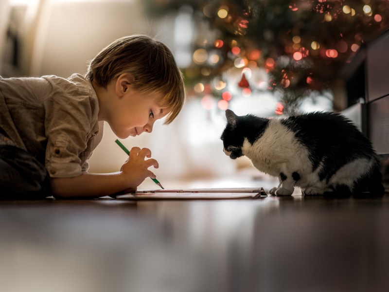 indoors, child, domestic cat, little boy, cat, children, men, domestic, domestic animals, boys, one animal, profile view, one person, side view, bicolor