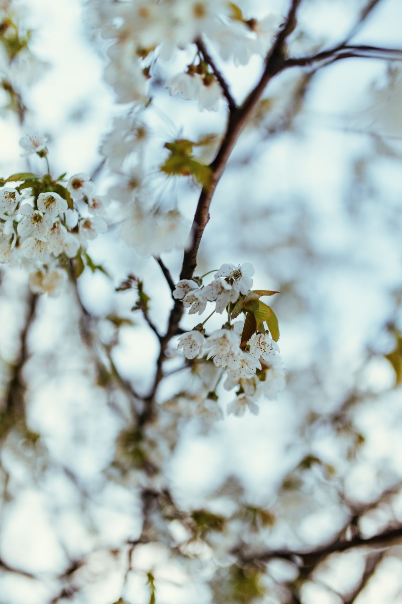 white, pollen, fragility, leaf, close-up, white color, plant, blossom, flowers, freshness, day, outdoors, beauty In Nature, season, vulnerability, flower