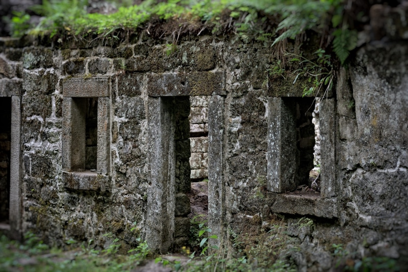 abandoned, building, growth, ancient, no people, shabby, the disintegration of the, old, history, tree trunk, architecture, weathered, damaged, built structure