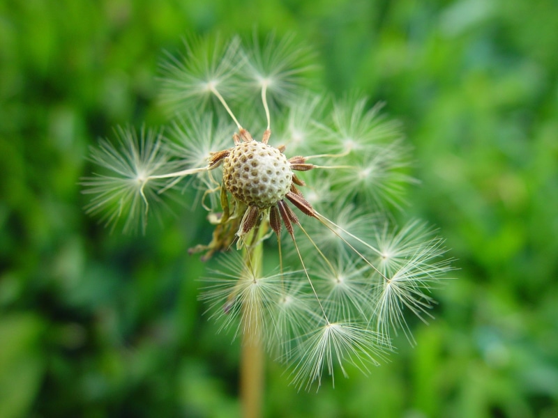 close-up, freshness, no people, inflorescence, seed, growth, Flowers, green Color, floral, day, nature, plants, plant, macro, vulnerability, thorn, focus on foreground