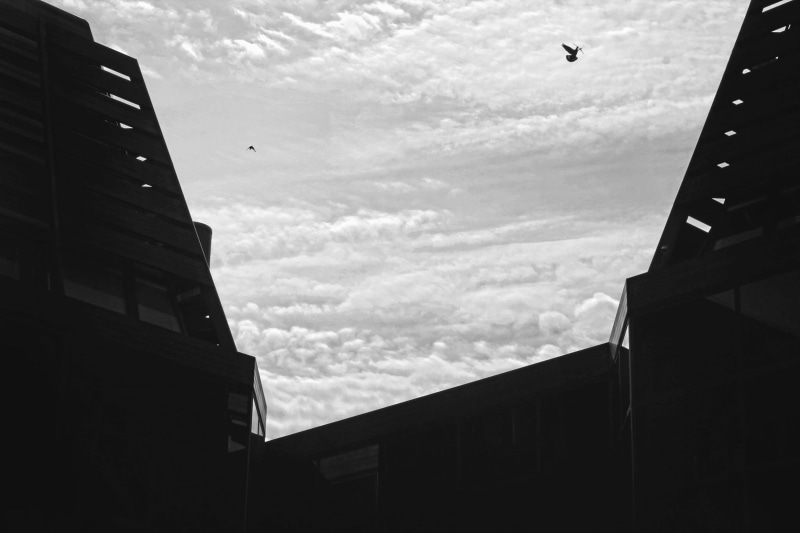 abandoned, sky, modern, animal themes, silhouette, city, dusseldorf, built structure, impermanence, old, day, bird, architecture, past, of the city, no people