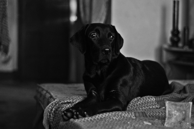 5K, domestic, canine, Labrador Retriever, relaxation, animals, no people, vertebrate, animal, sitting, dog, pets, monochrome, looking, one animal, furniture